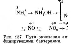 Бактерии нитрифицирующие