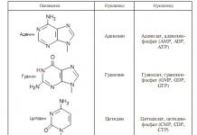 Нуклеиновые кислоты и их роль в жизнедеятельности клетки — Гипермаркет знаний