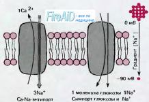 Концентрационный градиент натрия (Na), как движущая сила мембранного транспорта