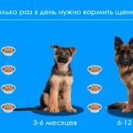 Сколько живут немецкие овчарки: Факторы, влияющие на продолжительность жизни