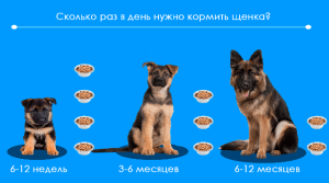 d181d0bad0bed0bbd18cd0bad0be-d0b6d0b8d0b2d183d182-d0bdd0b5d0bcd0b5d186d0bad0b8d0b5-d0bed0b2d187d0b0d180d0bad0b8-d184d0b0d0bad182d0be
